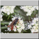 Exetastes adpressorius - Schlupfwespe m02c 10mm - OS-Hellern Wiese det06.jpg